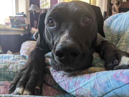 Indigo