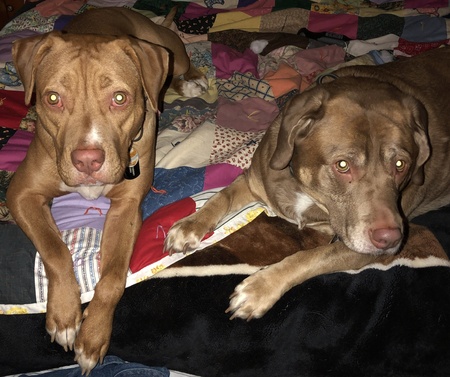 Mocha and Cinnamon 