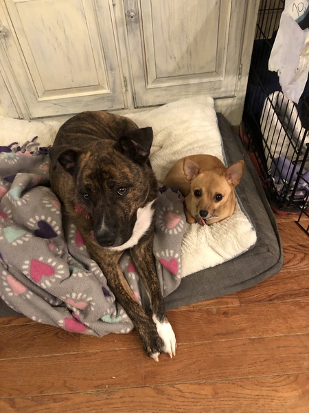 Brie and Bambi