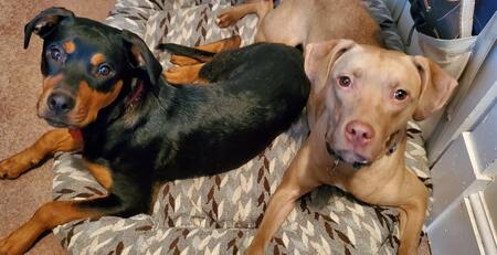 Midge and Zuul