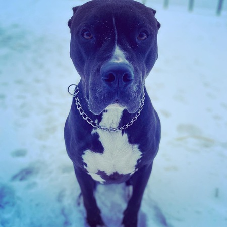 Oliver