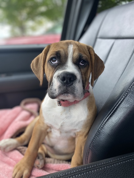 Stella 