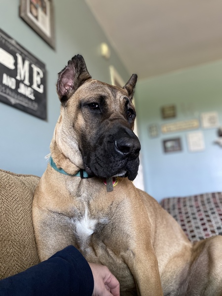 Frankie