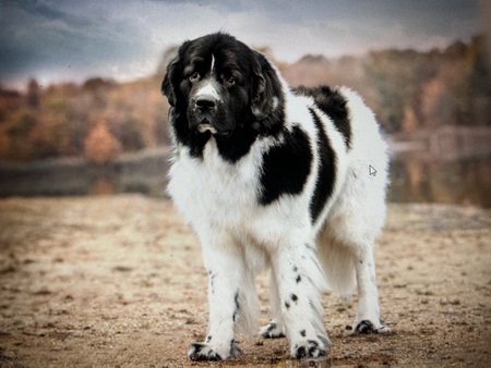 Romeo 