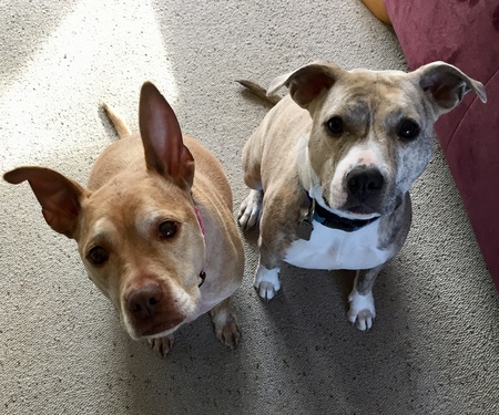 Phoenix and Addie