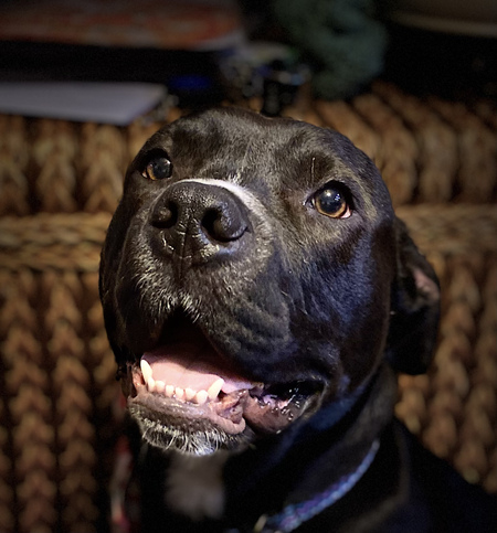 Roo