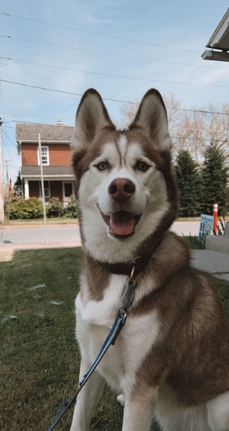 Otis