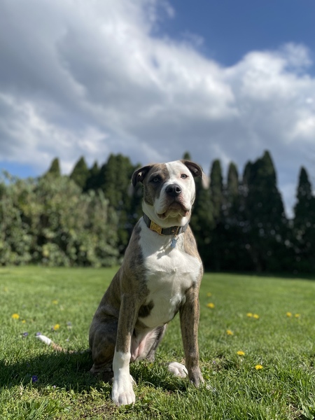 Zelda