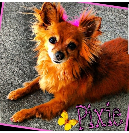 Pixie