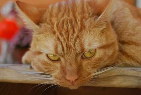Pumpkin 
