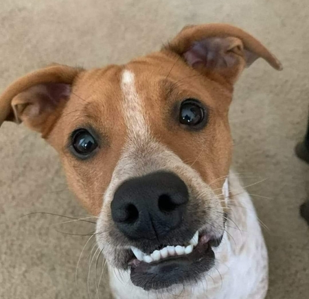Beau the Horrible