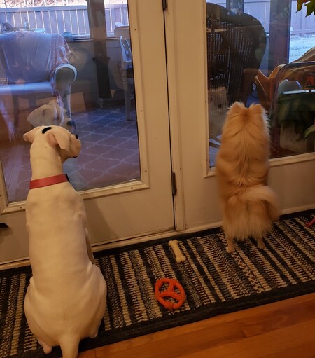 Cookie & Pippa
