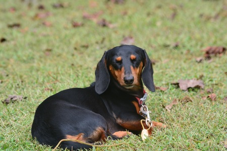 Heidi