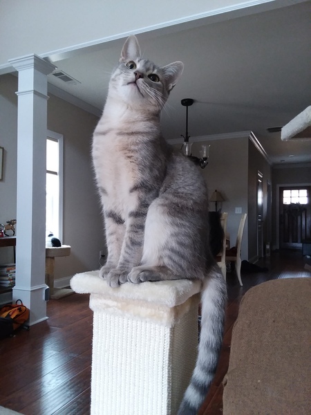 Nimbus