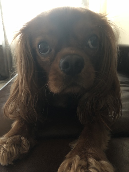 Harvey