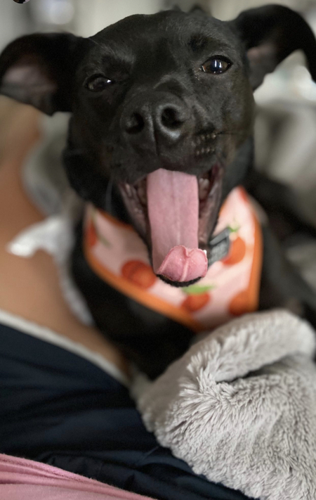 Biscuit 