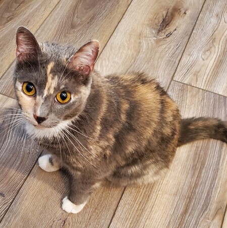 Ms Molly