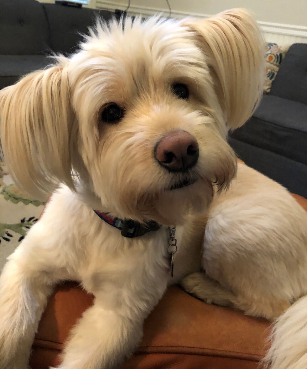 Vote for Griffin Cutest Pet in North