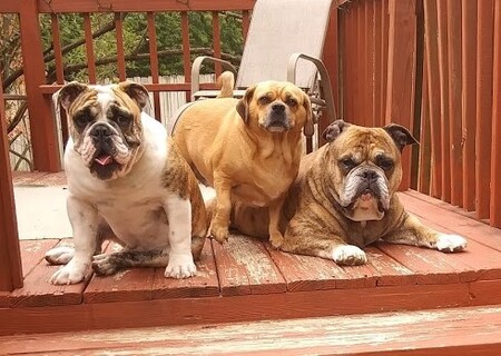 Albert, Lucy & Wilson