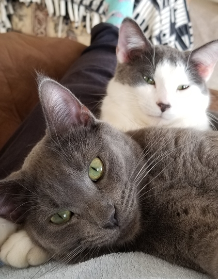 Romeo (gray)  and Rocky (white)