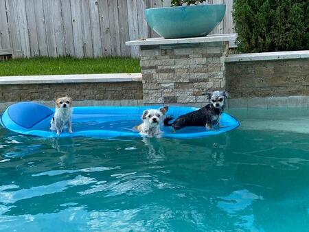 CAMO Triplets: Minnie, Maggie, and Belle