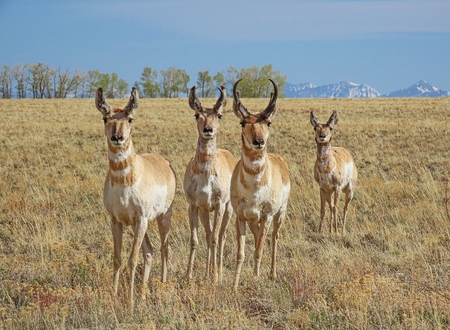 Pronghorn