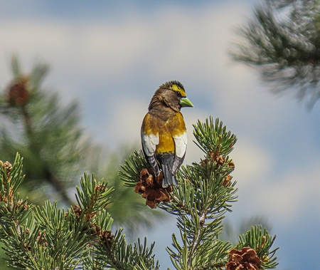 Evening Grosbeak