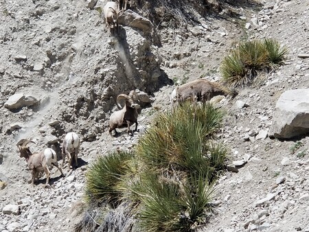 Big Horn Sheep by Cottonwood Hot Springs