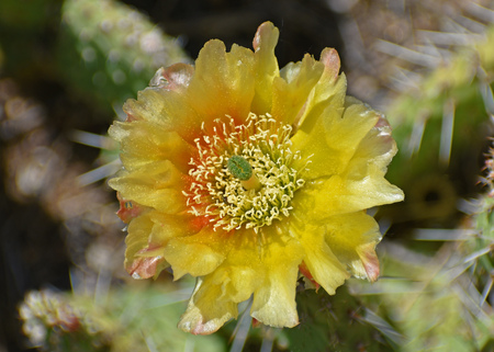 Prickly Beauty