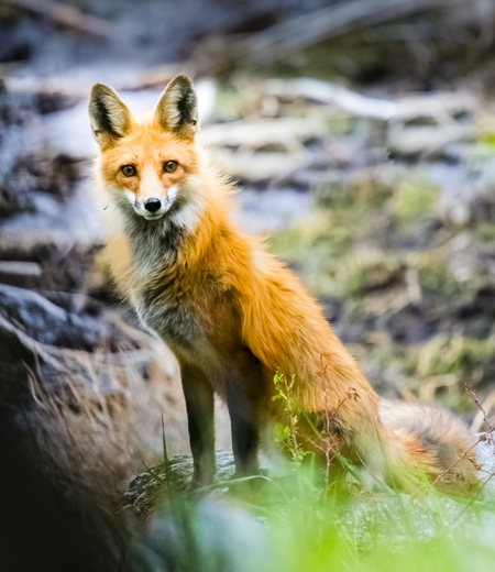 The Vixen