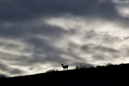 Deer at Sunset