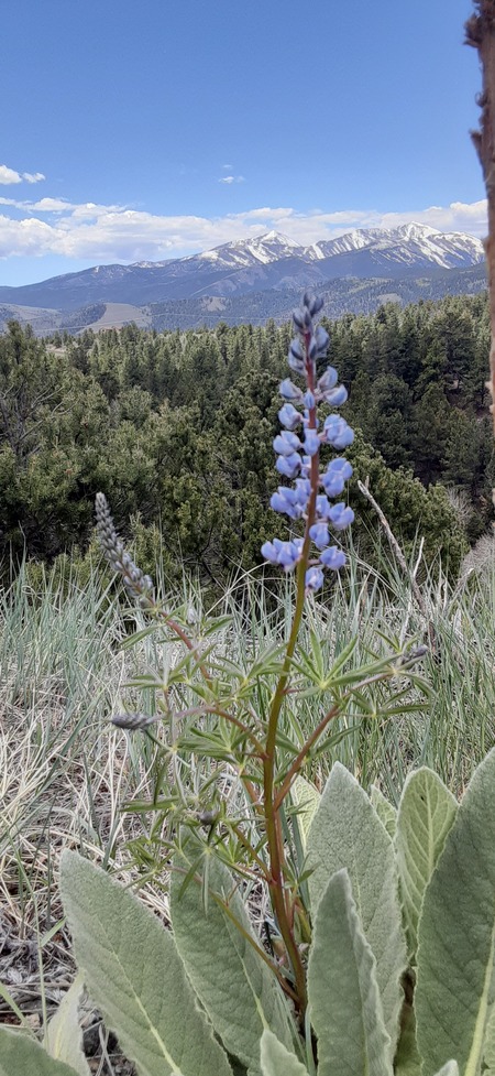Blooming views