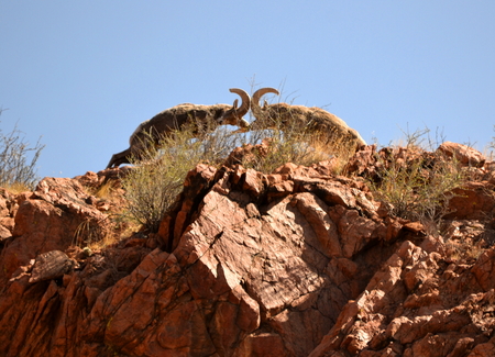 Big Horns over the Tunnel