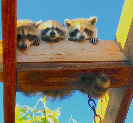Baby raccoons on pergola