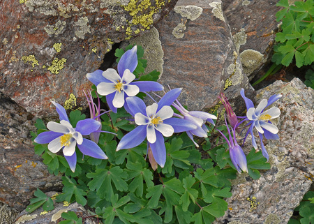 Columbines Rock!