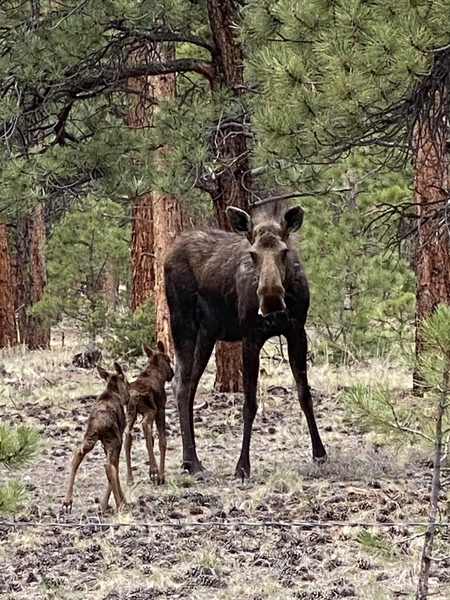 Mad Mama Moose 