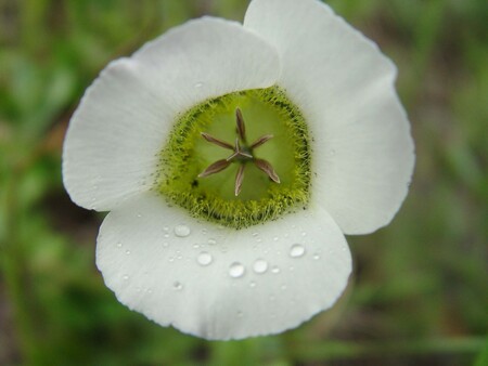 Mariposa Lily