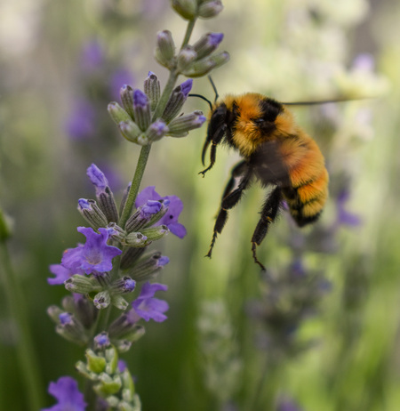 Bumblebee Enjoys Blooming Lavender
