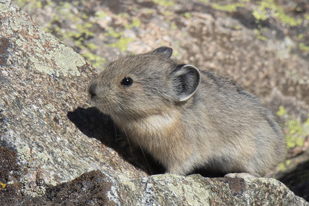 Fredrick the Pika 