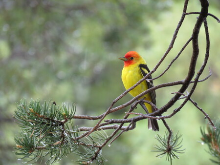 Magnificent Tanager