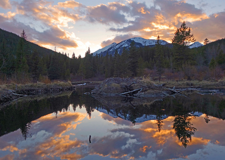 Beavers' Wake-Up Call