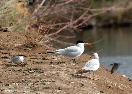 After the Storm: Spring Migrants Find Shelter