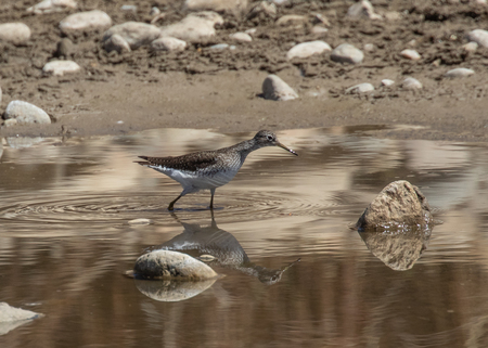 Solitary Sandpiper in the Mudflats