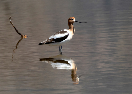 Avocet on Frantz Lake