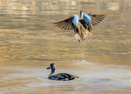 Blue-winged teal taking off