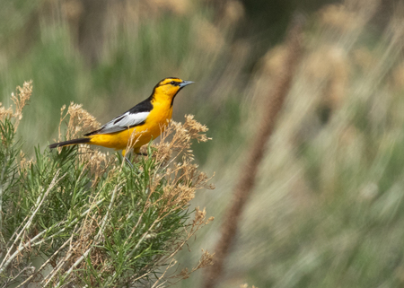 Bullock's oriole in rabbit brush