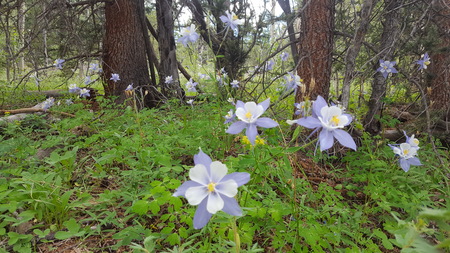 Columbine cluster