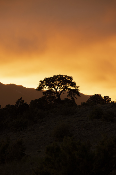 Tree of the Golden Light
