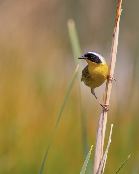 Not so Common Yellowthroat 