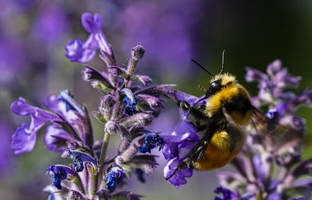 The Buzz